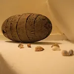 L'ostendaise דירה *